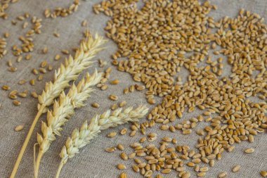 Spikelet buğday ve buğday taneleri. Yakın çekim. Üstten görünüm