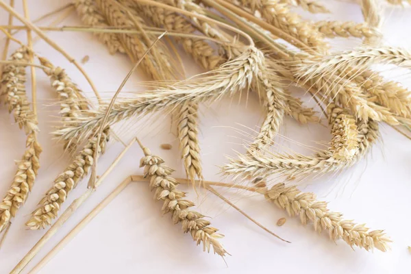 바탕에 Spikelets — 스톡 사진