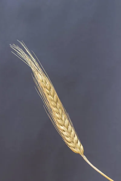 一个小穗小麦 顶部视图 — 图库照片