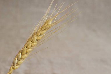 Buğday bir spikelet. Üstten Görünüm. yakın çekim