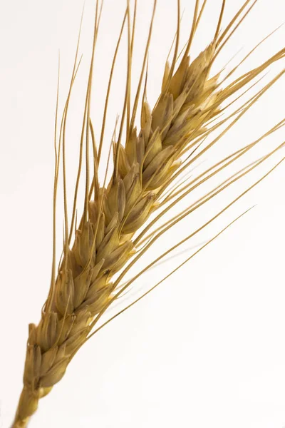 Ein Stachel Weizen. Ansicht von oben. Nahaufnahme — Stockfoto