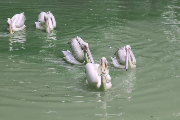 pelicans swim in the pond at the zoo. Green water in the pond. F