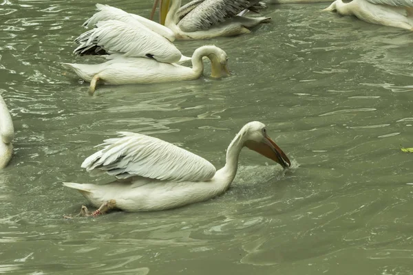 Pelikánok úszhatnak a tó az állatkertben. Zöld víz a tóban — Stock Fotó