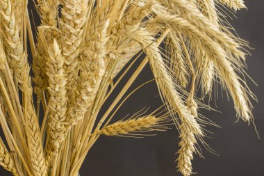 Farklı çeşitleri, buğday, biçmek yakın çekim