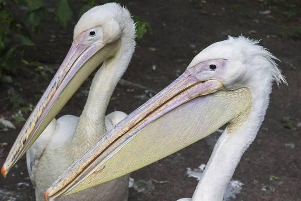 Two head pelicans with long beaks close up