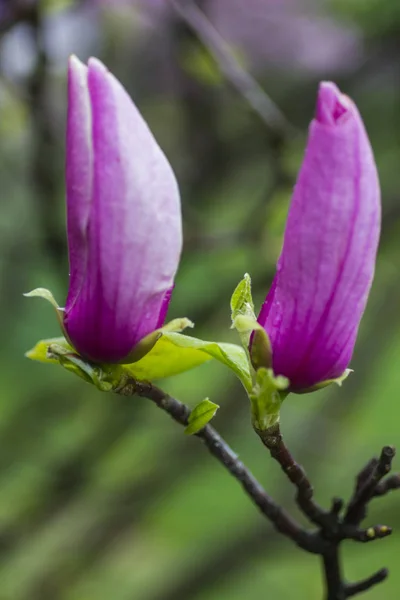 Conceito de fundo natural: botões de magnólia rosa de perto — Fotografia de Stock