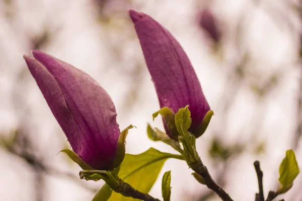 Conceito de fundo natural: botões de magnólia rosa de perto — Fotografia de Stock