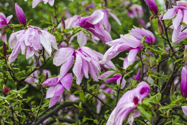 Natural background concept: pink magnolia flowers on tree branches, white background — Stock Photo, Image