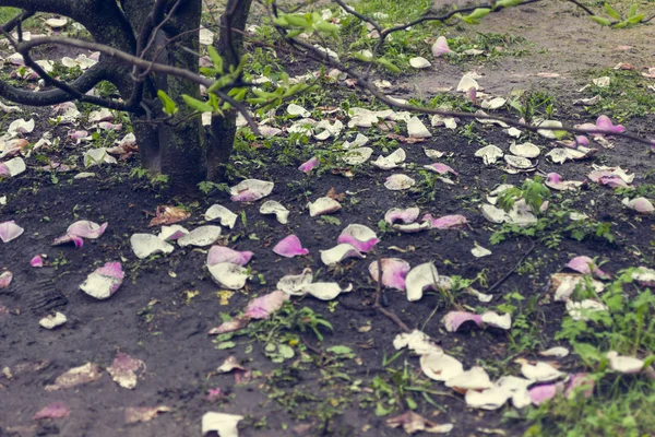 Концепция естественного фона: опавшие розовые лепестки магнолии на земле — стоковое фото