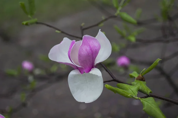 Natural background concept: magnolia flower with pink and white petals on a branch with green leaves — Stock Photo, Image