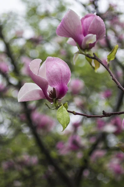 Conceito de fundo natural: flores de magnólia rosa em galhos de árvores, há gotas de chuva nas pétalas — Fotografia de Stock