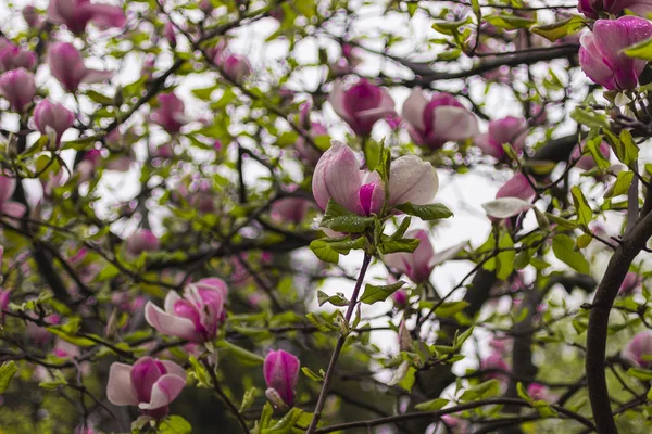 Conceito de fundo natural: flores de magnólia rosa em galhos de árvores, há gotas de chuva nas pétalas — Fotografia de Stock