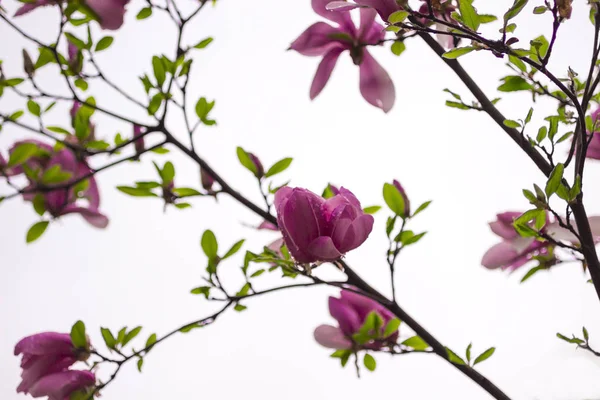 Conceito de fundo natural: flores de magnólia amarela em galhos de árvores, fundo branco, borrão — Fotografia de Stock