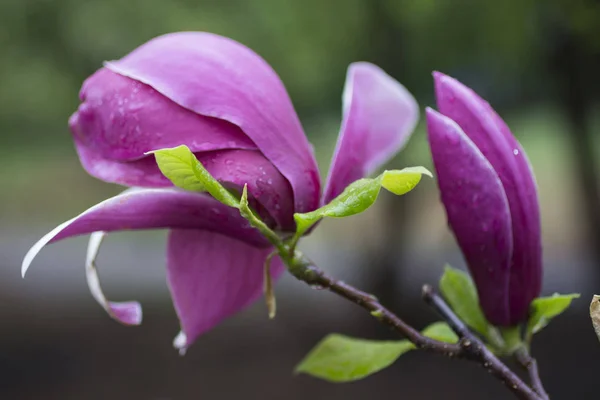 Conceito de fundo natural: flores de magnólia rosa no galho da árvore, há gotas de chuva nas pétalas, borrão — Fotografia de Stock
