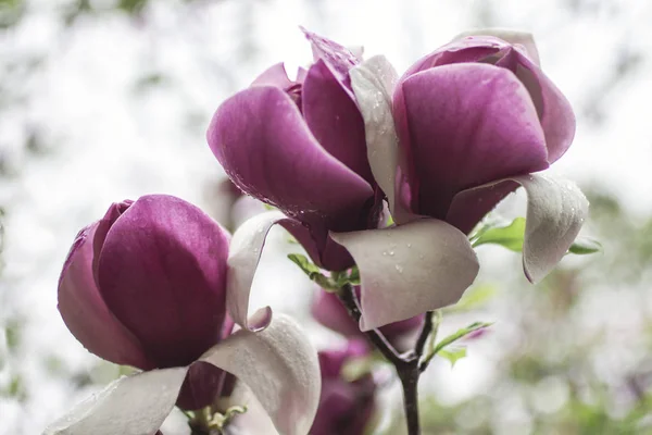 Natural background concept: pink magnolia flowers on tree branches, here are raindrops on the petals, blur — Stock Photo, Image