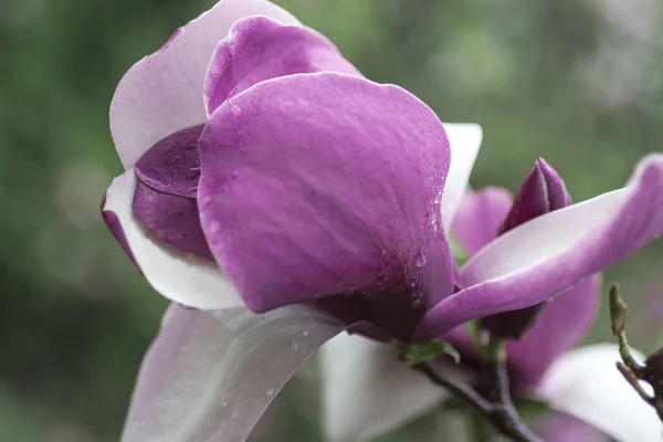 Conceito de fundo natural: flor de magnólia rosa com pistilo e estames em um ramo com folhas verdes, há gotas de chuva nas pétalas, borrão — Fotografia de Stock