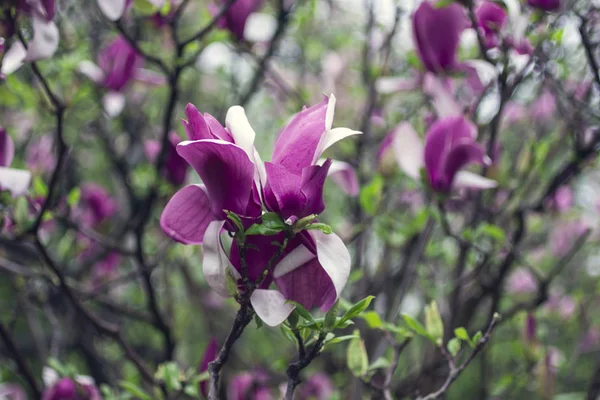 Natural background concept: pink magnolia flowers on tree branches,  there are raindrops on the petals — Stock Photo, Image