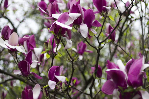 Natural background concept: pink magnolia flowers on tree branches, here are raindrops on the petals — Stock Photo, Image