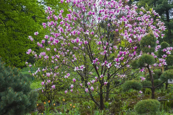 Magnolienbaum mit rosa und weißen Blütenblättern — Stockfoto