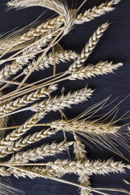 Siyah bir arka plan üzerinde olgun buğday Spikelets