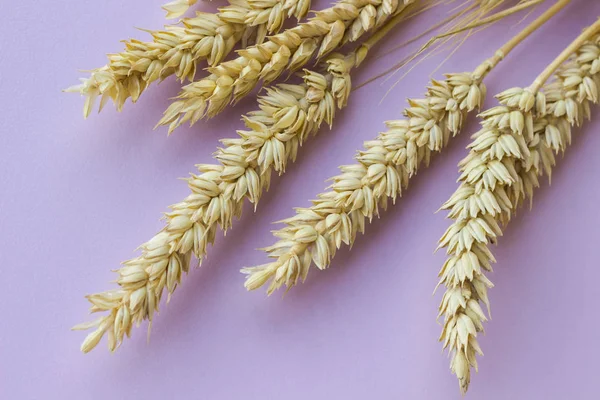 Spikelets of yellow wheat on a pink background — Stock Photo, Image
