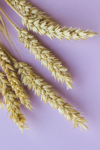 Spikelets of yellow wheat on a pink background — Stock Photo, Image