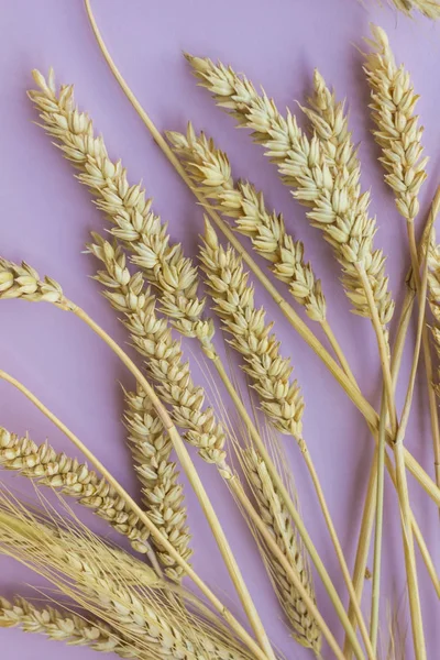 Колючки желтой пшеницы на розовом фоне — стоковое фото