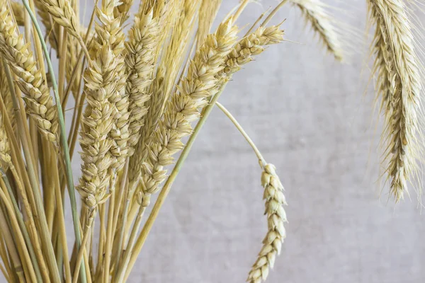 Жатва пшеницы различных сортов, крупным планом — стоковое фото