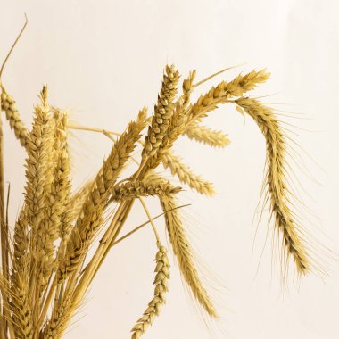 Farklı çeşitleri, buğday, biçmek yakın çekim