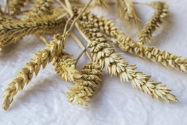 Spikelets of wheat on a white background. Top view — Stock Photo, Image