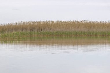 Sazlık gölün kıyısında yetişir. Tekneden su üzerinde iz