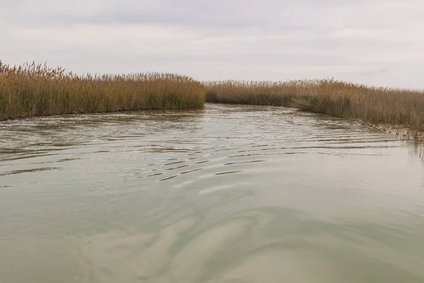 Reed cresce na margem do lago. A trilha na água do barco — Fotografia de Stock