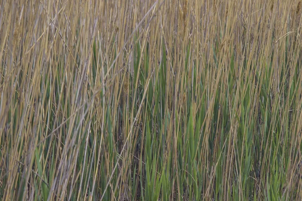 Stjälkarna vass närbild. Bakgrund — Stockfoto