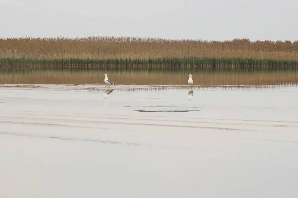 Dos gaviotas blancas en el lago, caña crece en la orilla — Foto de Stock