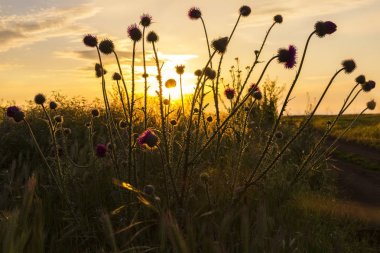 Bozkır, gün batımı, ön planda çiçek siluetleri