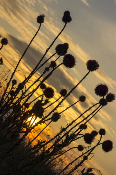 Steppe, sunset, silhouettes of flowers in the foreground, frame rotated 45 degrees vertically