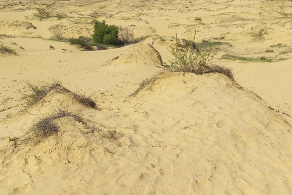 Dunes de sable, herbe sèche et un petit buisson dans le cadre de fond — Photo