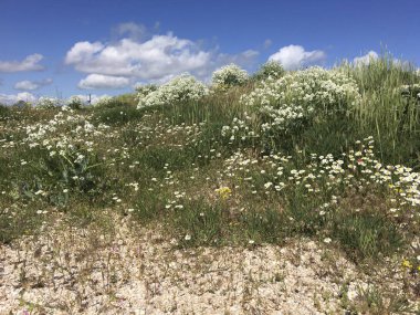 Baharda bozkır. Mavi gökyüzü, bozkır otu ve çiçekler yakın. Doğal doku, arka plan
