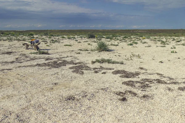 Een houten bankje in de steppe. Op de Bank is een toeristische rugzak. Blauwe hemel, land bedekt met kleine schelpen, steppe gras — Stockfoto