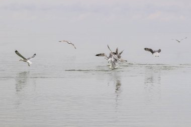 Martılar suyun üzerinde daireler çiziyor