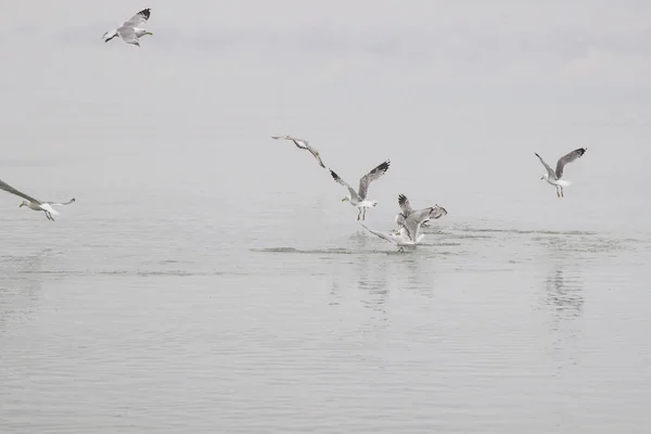 Gaviotas dando vueltas sobre el agua — Foto de Stock