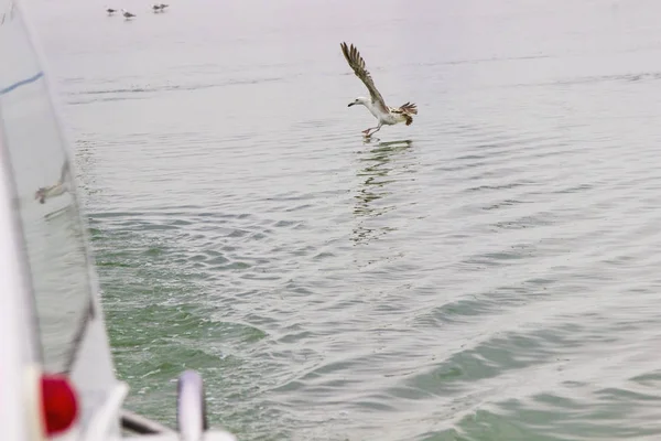 Mouettes qui tournent autour de l'eau — Photo