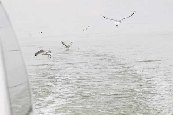 Seagulls circling over the water — Stock Photo, Image