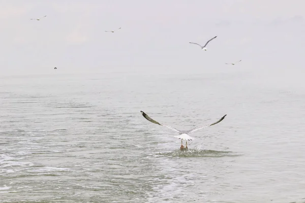 Mouettes qui tournent autour de l'eau — Photo