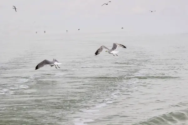 Mouettes qui tournent autour de l'eau — Photo