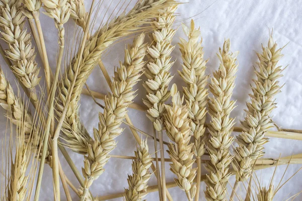 Колючки пшеницы на белом фоне. Вид сверху — стоковое фото