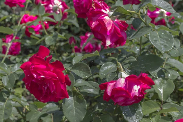 Knospen rosa Rosen zwischen grünen Blättern — Stockfoto