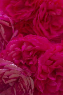 Arka plan için Blur tarzı: yumuşak renkte pembe gül yaprakları