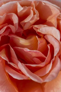 Blur gül yaprakları, yakın çekim, soyut arka plan