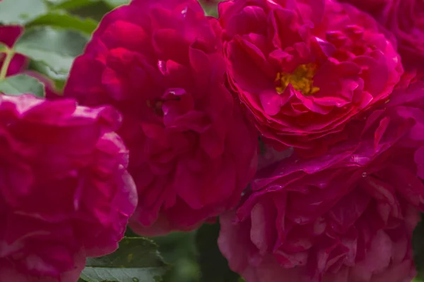Unschärfe für den Hintergrund: rosa Rosenblätter in sanfter Farbe — Stockfoto